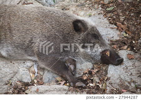 Good morning 27944287