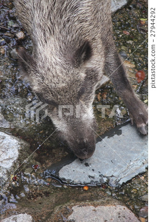 Good morning Good morning 27944292