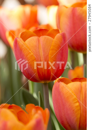 鬱金香 27945084