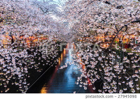 Cherry blossom or Sakura at Meguro Canal. Cherry blossom or Sakura at Meguro Canal. 27945098