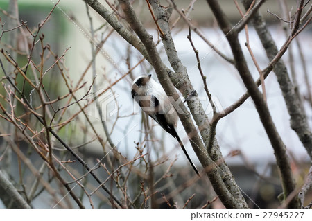 粉紅色的鳥類,enaga-2 粉紅色的鳥類,enaga-2 27945227