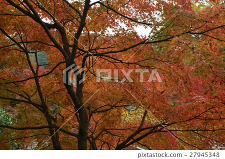 Takao Takao Yamaguchi Echo Lift山腳站秋葉 Takao Takao Yamaguchi Echo Lift山腳站秋葉 27945348