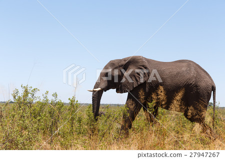 African elephant Africa safari wildlife African elephant Africa safari wildlife 27947267