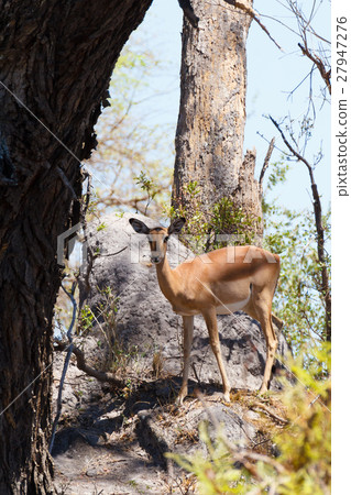 Impala antelope africa safari wildlife wilderness 27947276
