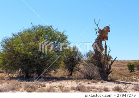 African, landscape Kalahari safari wilderness African, landscape Kalahari safari wilderness 27947279