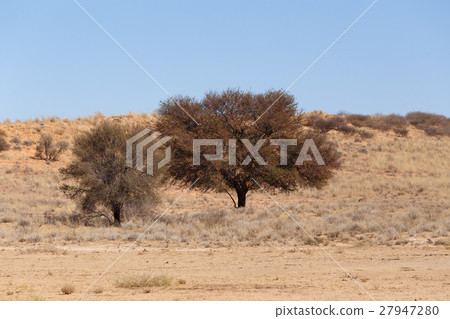Dry kalahari desert landscape, Kgalagady Dry kalahari desert landscape, Kgalagady 27947280