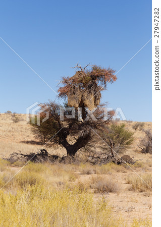 African, landscape Kalahari desert 27947282