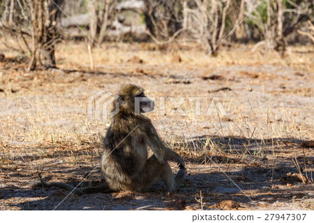 monkey Chacma Baboon, Africa safari wildlife 27947307
