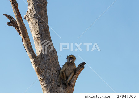 monkey Chacma Baboon, Africa safari wildlife 27947309