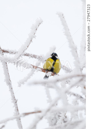 beautiful small bird great tit in winter beautiful small bird great tit in winter 27947323