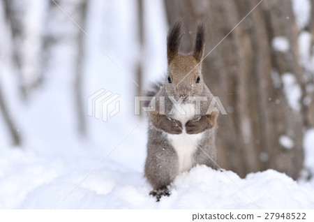 Ezolith在雪地裡 27948522