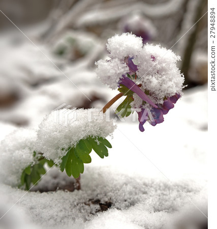 Birthwort flowers under snow 27948894