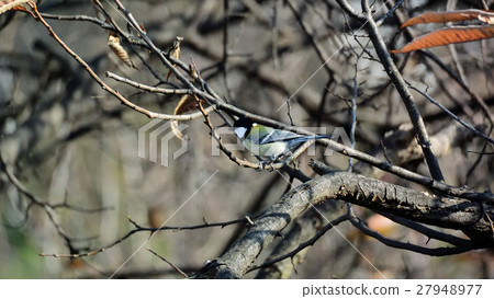 In Kuribayashi, Shikajo 5 In Kuribayashi, Shikajo 5 27948977