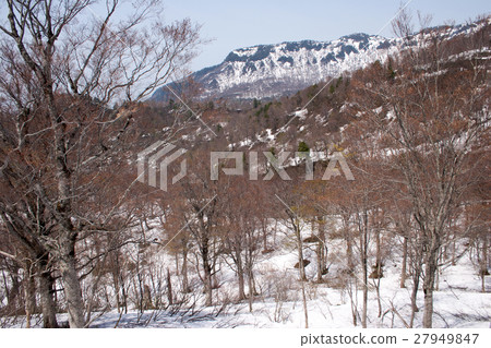 Naeba山腳的山毛櫸森林 Naeba山腳的山毛櫸森林 27949847