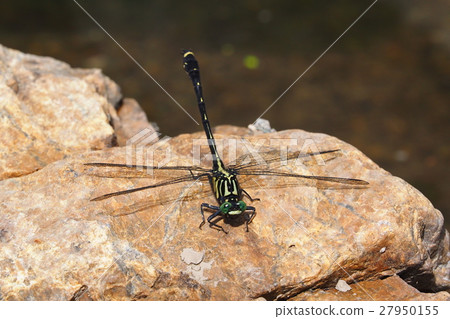 Yamasanae Yamasanae 27950155