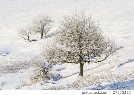 Winter mountain scenery in Bieszczady mountains Winter mountain scenery in Bieszczady mountains 27950232