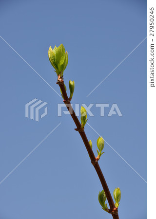 拍攝一個分支,將樹枝伸向藍天,開始發芽 拍攝一個分支,將樹枝伸向藍天,開始發芽 27950246