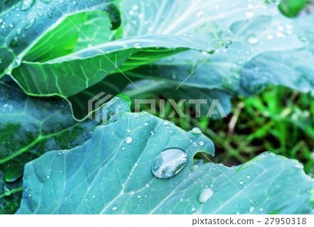 Water drops on cabbage leaves 27950318