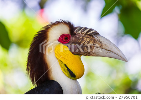 Wreathed Hornbill bird in Bali Island Indonesia 27950701
