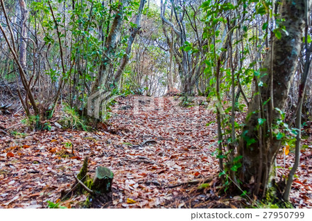 Autumn mountain path 27950799