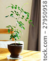 葉子植物絲綢茉莉花盆栽植物 27950958