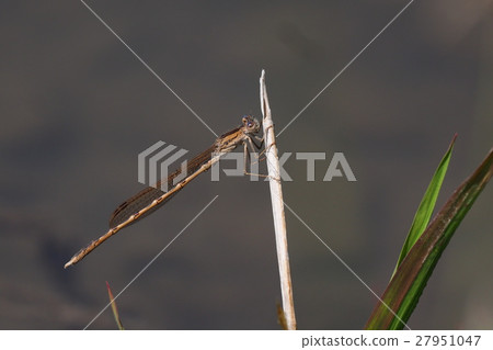 Otsumenbo (male) Otsumenbo (male) 27951047
