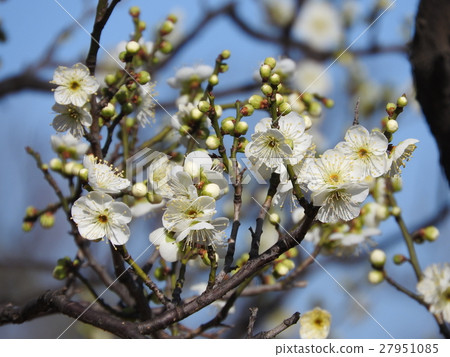 White plum: Green calyx (Rikukaku) White plum: Green calyx (Rikukaku) 27951085