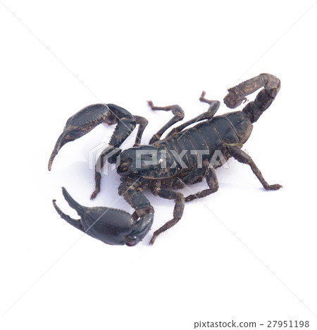 Giant Asian black scorpion isolated on white 27951198