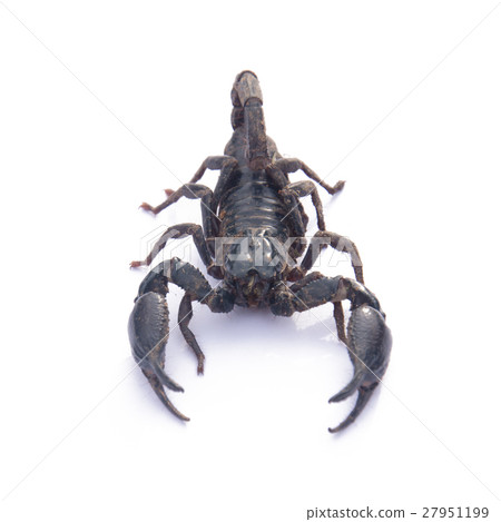 Giant Asian black scorpion isolated on white 27951199