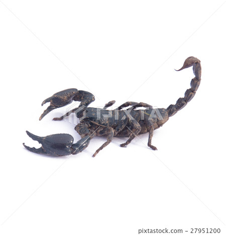 Giant Asian black scorpion isolated on white Giant Asian black scorpion isolated on white 27951200