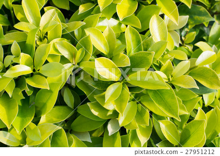 green leaf background green leaf background 27951212