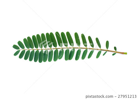 Agasta leaves on White Background Agasta leaves on White Background 27951213