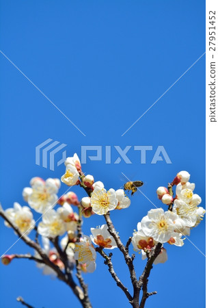 Plum blossoms and bees and blue sky (N) Plum blossoms and bees and blue sky (N) 27951452