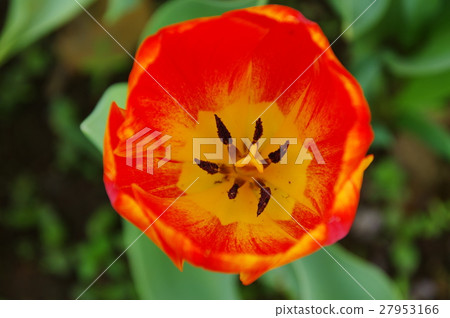 Tulip Tulip 27953166