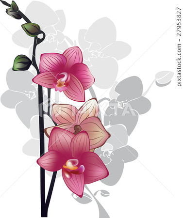 branch of pink orchids on a white background - Stock Illustration ...