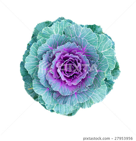 Fresh cabbage vegetable plant top view isolated 27953956