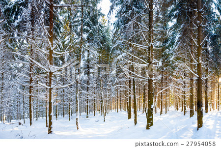An lot of trees 27954058