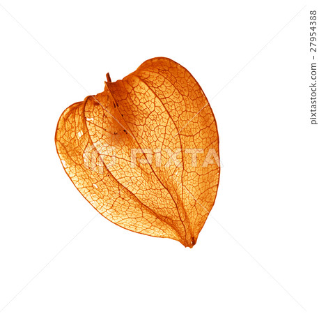 Fruit - Cape gooseberry 27954388