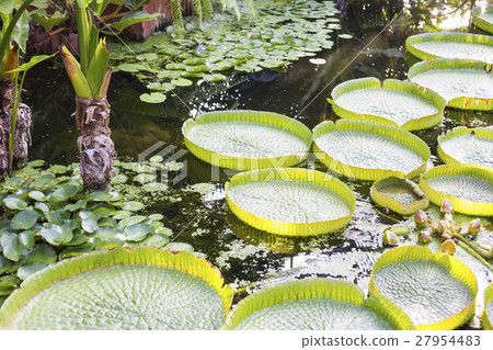 Paraguayan oni bus 27954483