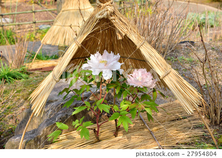 在西宮宮的冬天牡丹 27954804