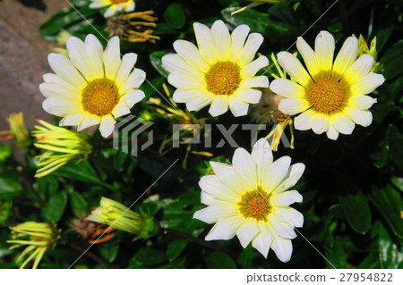 根雜色菊(軟奶油)的花 根雜色菊(軟奶油)的花 27954822