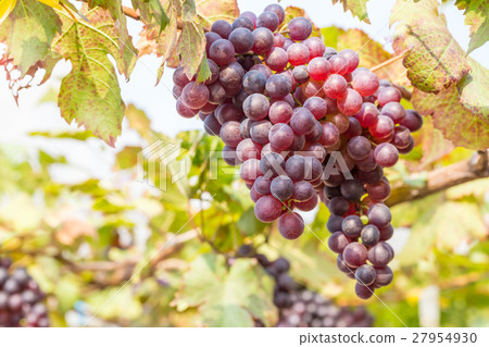 Black Grapes in the vineyard Black Grapes in the vineyard 27954930