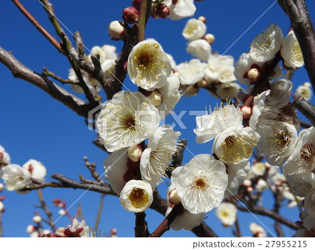 Shiraume: Yaeno plum 27955215