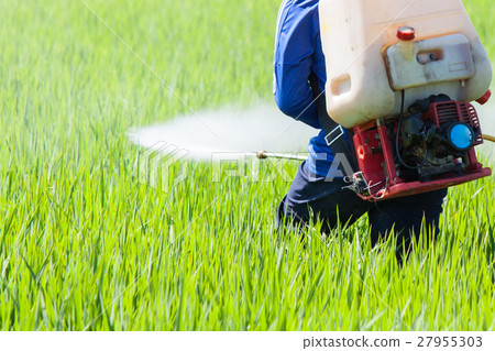 farmer spraying pesticide in the rice field 27955303