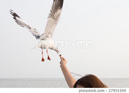 Seagull flying to eat food from hand woman tourist Seagull flying to eat food from hand woman tourist 27955309