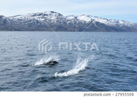 Swallowtail游泳穿過知床海·Rausu海 Swallowtail游泳穿過知床海·Rausu海 27955508