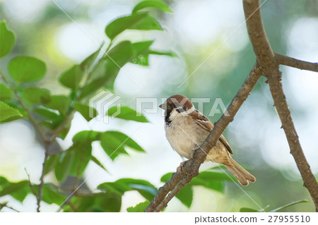 麻雀和太陽葉 麻雀和太陽葉 27955510