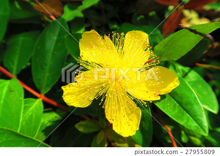 Hiperam · Kalisinam flower Hiperam · Kalisinam flower 27955809