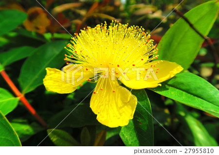 Hiperam · Kalisinam flower 27955810