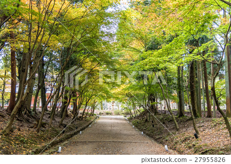 Tree tunnel consisting of maple trees along a path Tree tunnel consisting of maple trees along a path 27955826